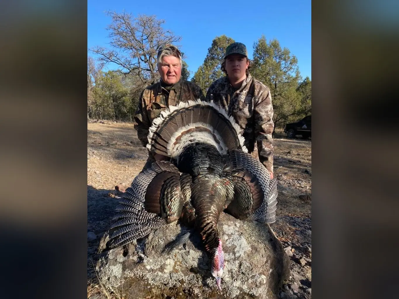 Gould's Turkey