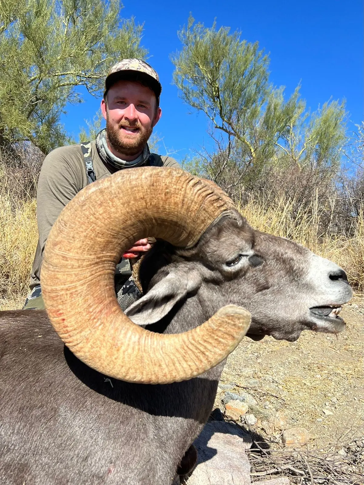 Desert Bighorn Sheep