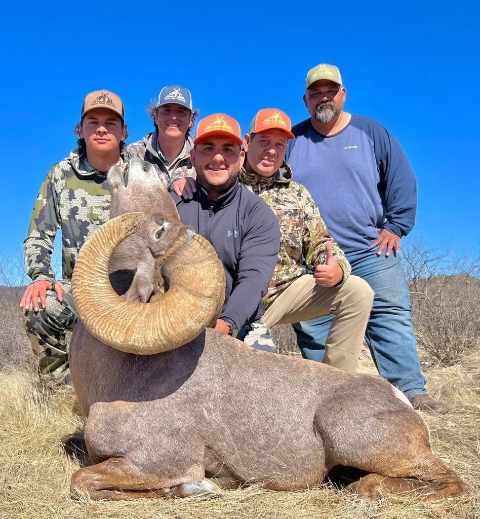 Desert Bighorn Sheep