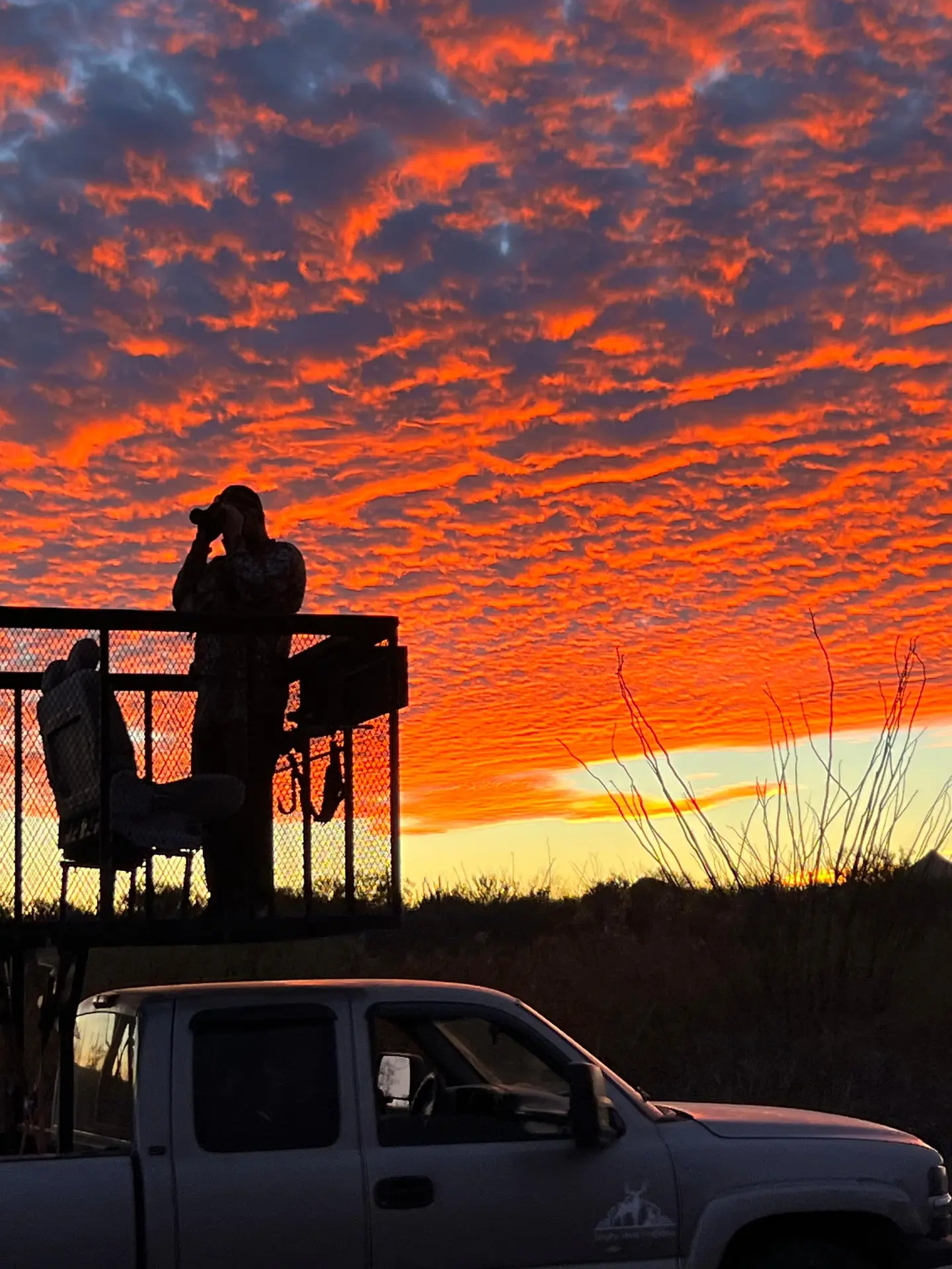 Sonora dove season: what to expect month by month
